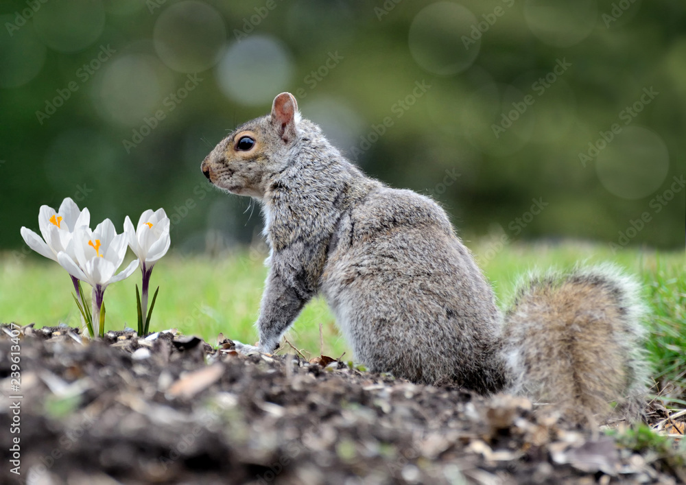 Obraz premium Écureuil roux