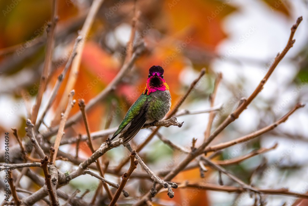 Anna's Hummingbird Anna's Hummingbird