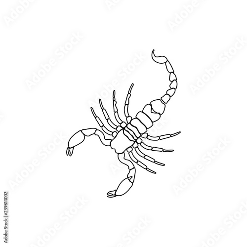 Scorpion icon. Element of insect for mobile concept and web apps icon. Thin line icon for website design and development, app development © rashadaliyev