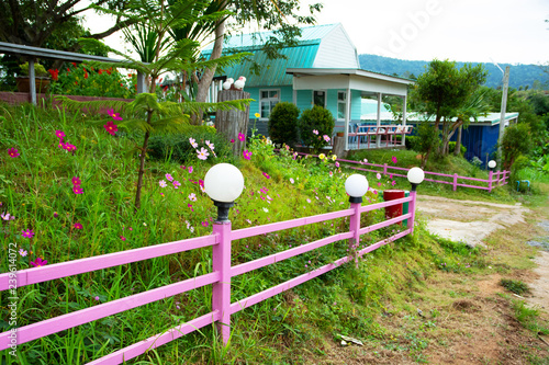 Flowers along the fence outside the house Blossoming in the morning Look at the beautiful mountains. photo