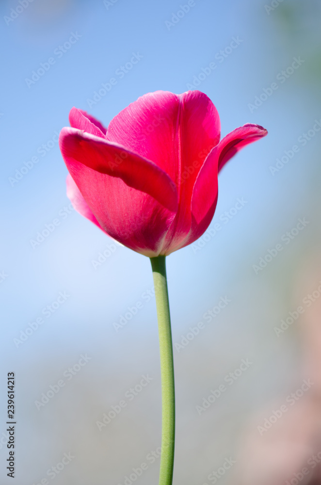 Tulipe Tulipe