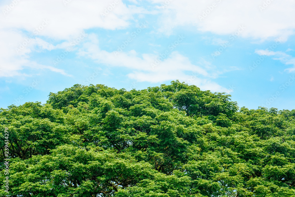 spring time, top of large Eastindian walnut, Raintree or Samanea saman green tree with blue sky and clouds background, copy space, eco friendly concept