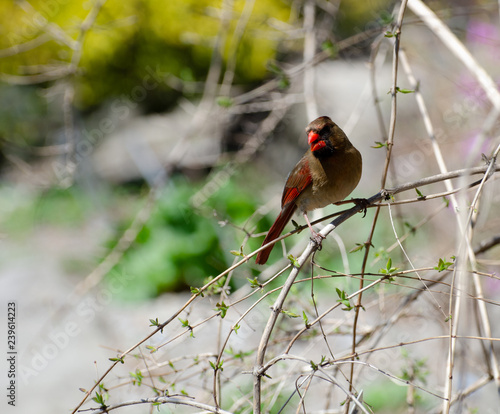 Cardinal rouge femelle