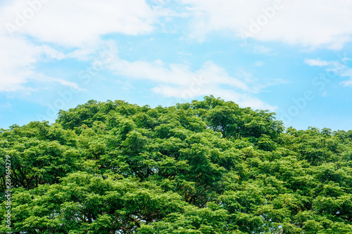 spring time, top of large Eastindian walnut, Raintree or Samanea saman green tree with blue sky and clouds background, copy space, eco friendly concept © iamtui7