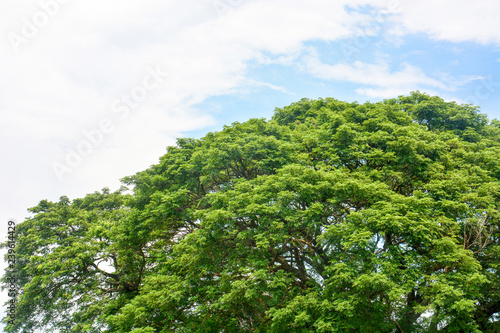 spring time  top of large Eastindian walnut  Raintree or Samanea saman green tree with blue sky and clouds background  copy space  eco friendly concept