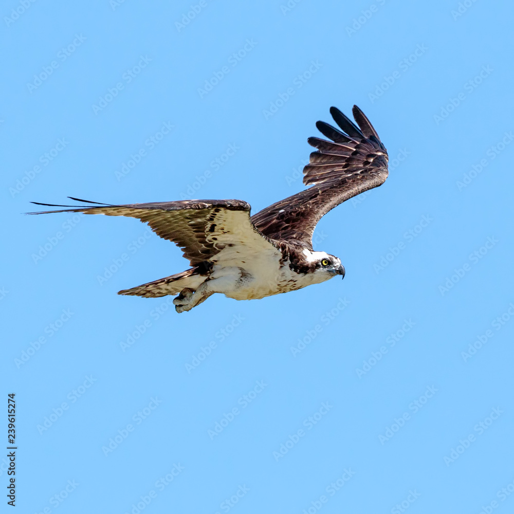 Obraz premium Osprey