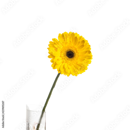 Yellow gerbera flower in vase, isolated on white background