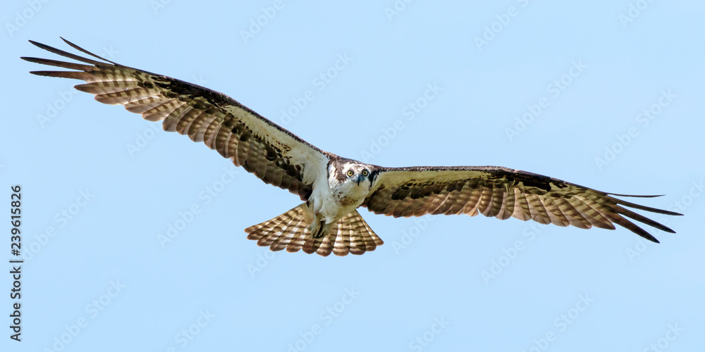 Osprey Osprey