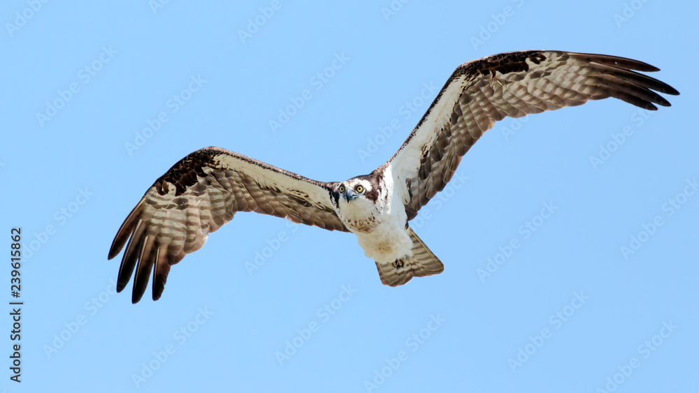 Obraz premium Osprey