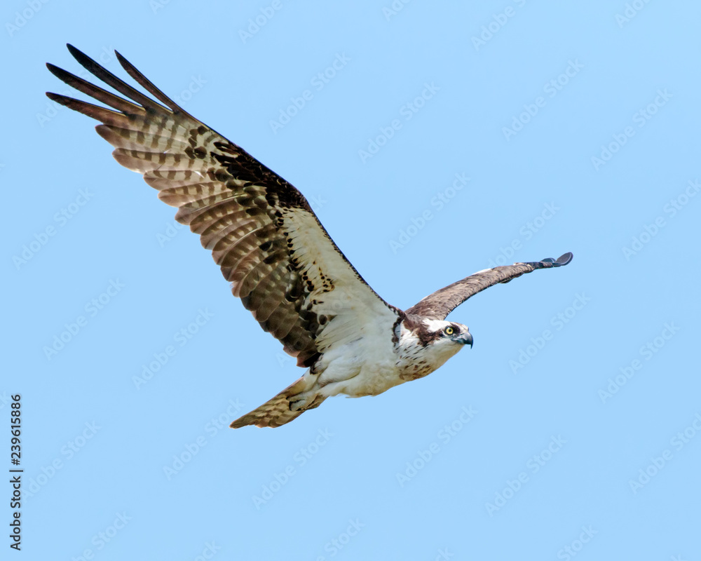 Obraz premium Osprey