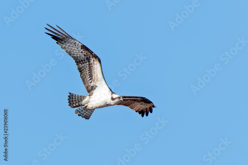 Osprey