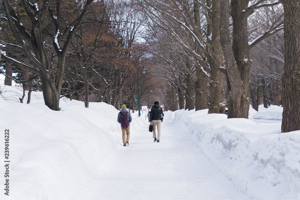 Ginkgo avenue at Hokkaido University in winter, Japan