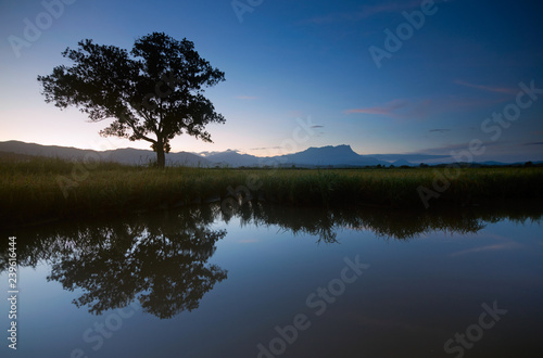 Reflection of a single tree with Mount Kinabalu on the background in Kota Belud  Sabah  Borneo  East Malaysia