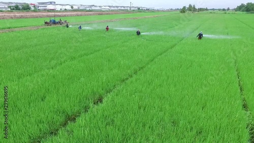agriculture chemical spraying in rice field photo