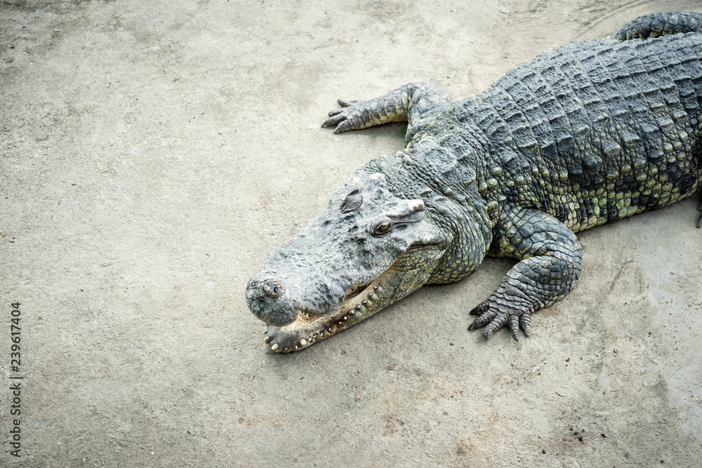 The crocodile is lying down waiting for the bait at the zoo. The crocodile is lying down waiting for the bait at the zoo.