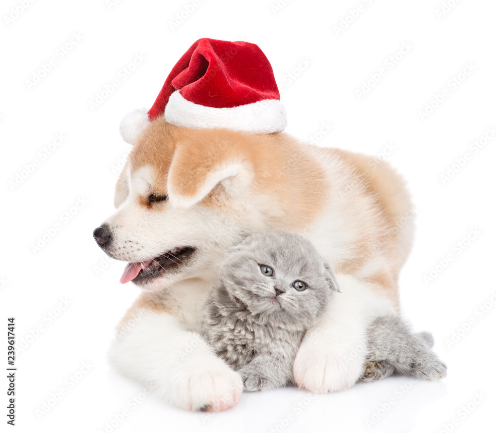 Akita inu puppy in red christmas hat hugging baby kitten. isolated on white background Akita inu puppy in red christmas hat hugging baby kitten. isolated on white background