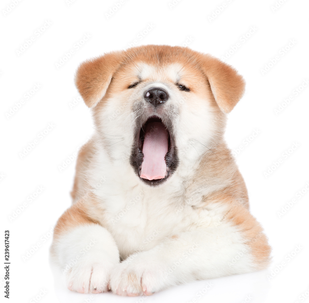 Yawning akita inu puppy. isolated on white background