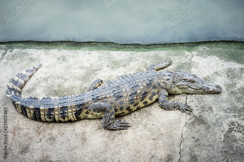 The crocodile is lying down waiting for the bait at the zoo.