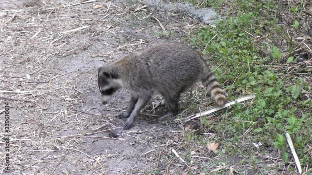 raccoon looking for turtle eggs in Florida wetlands raccoon looking for turtle eggs in Florida wetlands