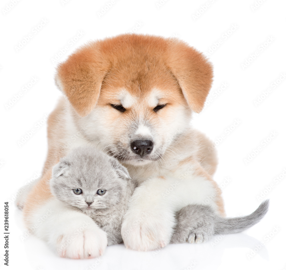 Akita inu puppy hugging baby kitten. isolated on white background Akita inu puppy hugging baby kitten. isolated on white background