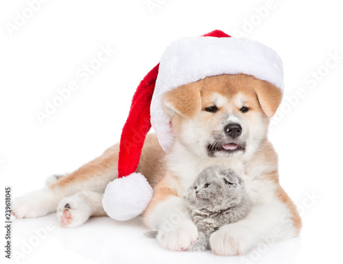 Akita inu puppy in re christmas hat hugging baby kitten. isolated on white background © Ermolaev Alexandr