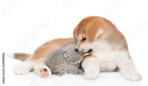 Fototapeta Naklejka Na Ścianę i Meble -  Akita inu puppy kissing cute kitten. isolated on white background