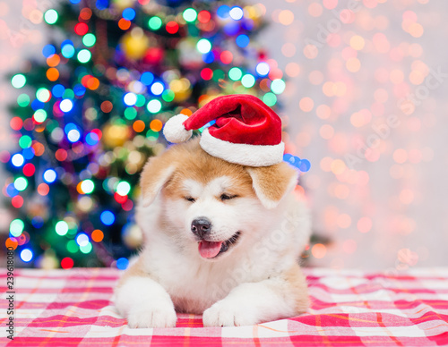 Akita inu puppy lying in red sata hat with  Christmas tree on a background photo