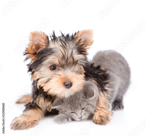 Playful yorkshire terrier puppy embracing little kitten. isolated on white background