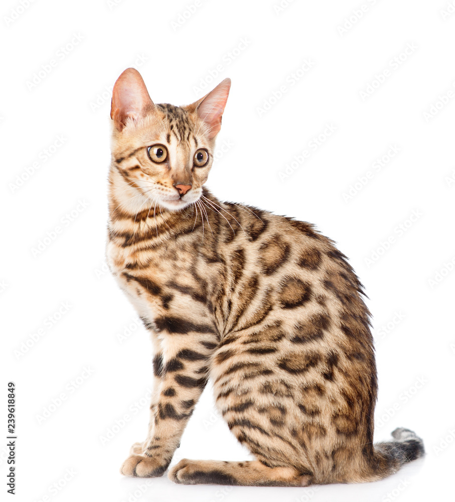 Portrait of a purebred bengal cat in side view. isolated on white background