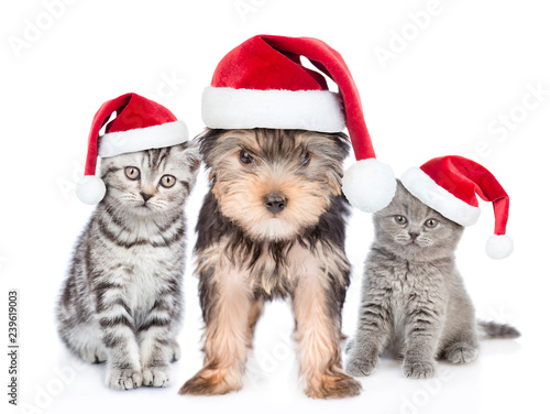 Two kittens and puppy in red christmas hats together. isolated on white background © Ermolaev Alexandr