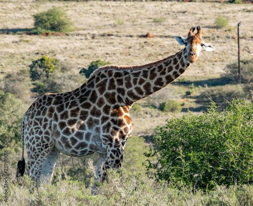 Canvas Print Giraffe on the plain