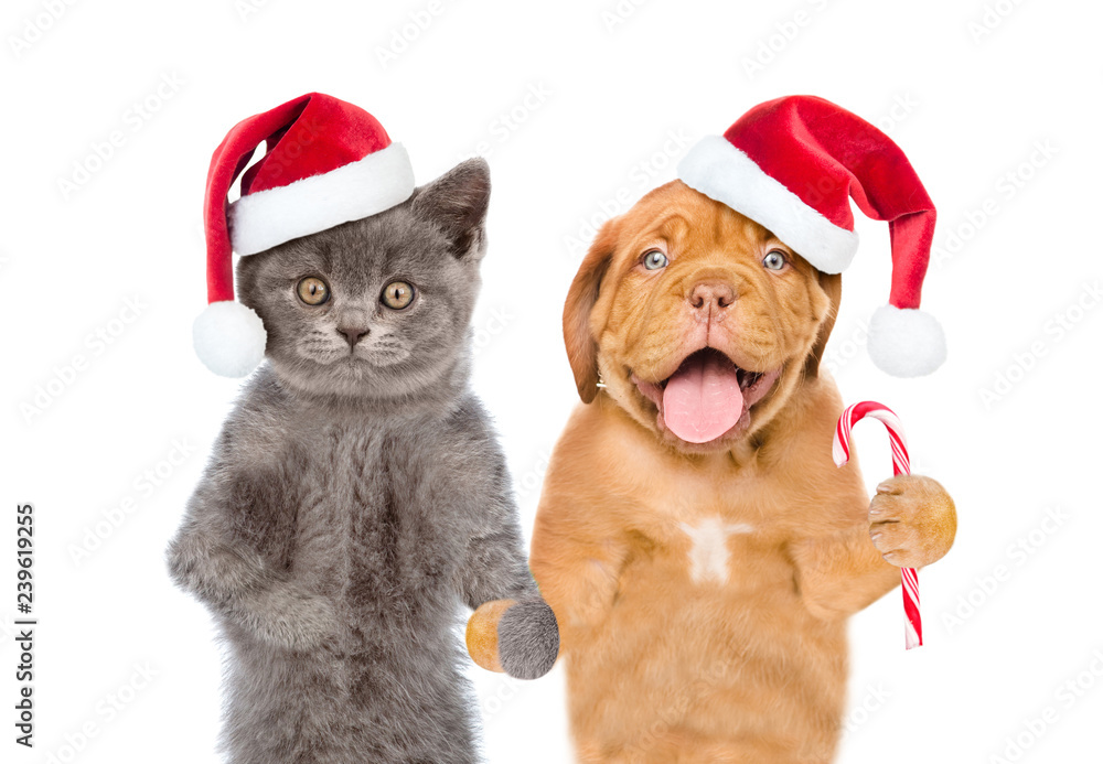 Funny pets in red christmas hats with candy cane. isolated on white background Funny pets in red christmas hats with candy cane. isolated on white background