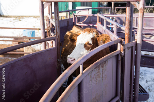 cow in crowding tub