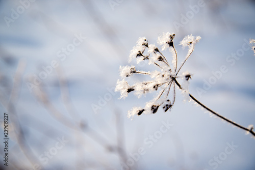 Frosted bare tree branch in winter background