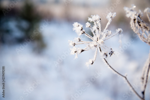 Frosted bare tree branch in winter background © woff