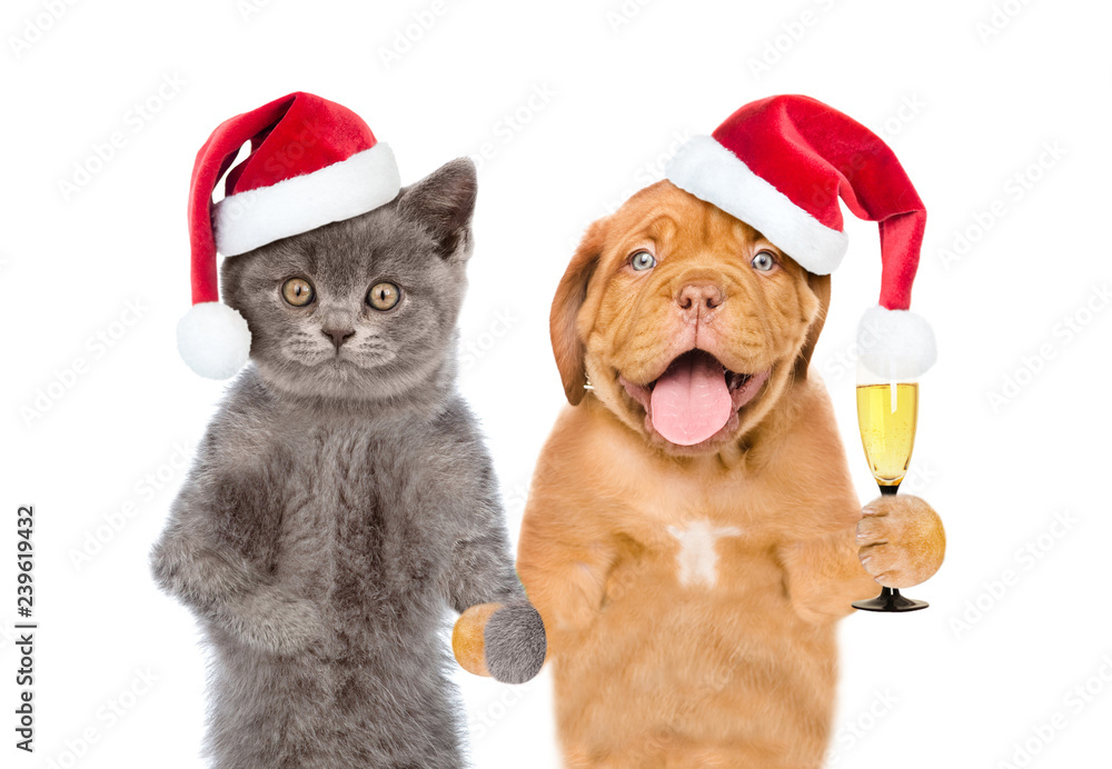 Cat and dog in red christmas hats with glass of champagne. isolated on white background