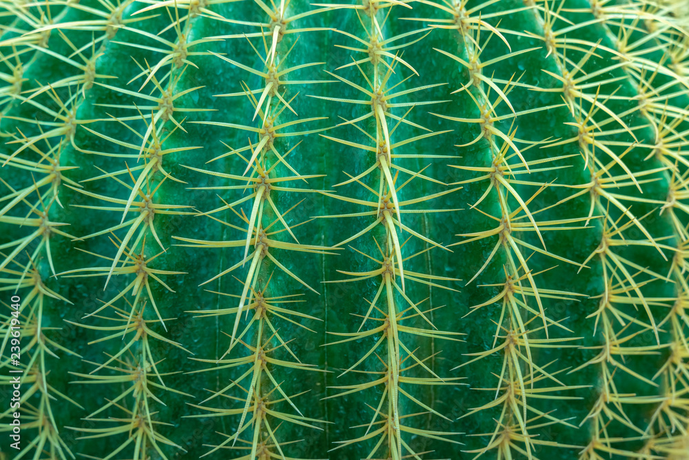 Abstract background from close-up of cactus with thorns pattern. Green nature backdrop. Plant and agriculture. Abstract background from close-up of cactus with thorns pattern. Green nature backdrop. Plant and agriculture.