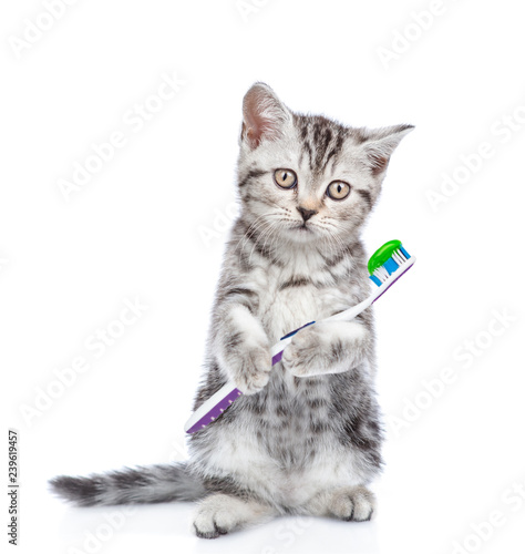 Cute kitten with a toothbrush. isolated on white background