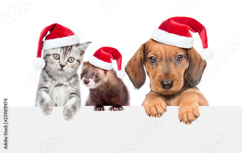 Cat, dog and ferret in red christmas hats above white banner looking at camera. isolated on white background © Ermolaev Alexandr
