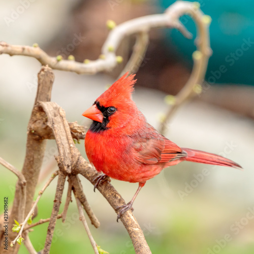 Male Northern Cardinal © Steve Biegler