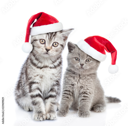 Two kittens in red christmas hats. isolated on white background