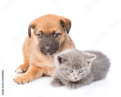 Sad mongrel puppy and kitten lying together. isolated on white background