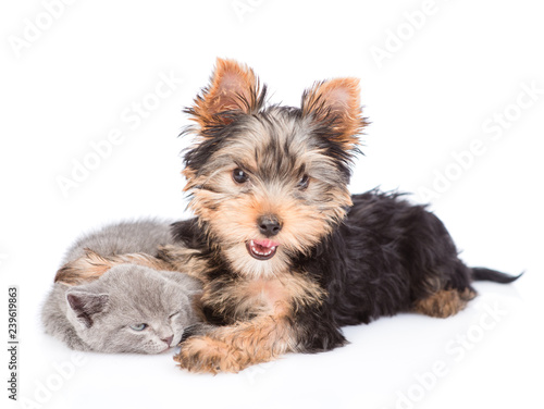 yorkshire terrier puppy embracing little kitten. isolated on white background