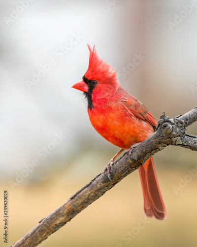 Male Northern Cardinal © Steve Biegler