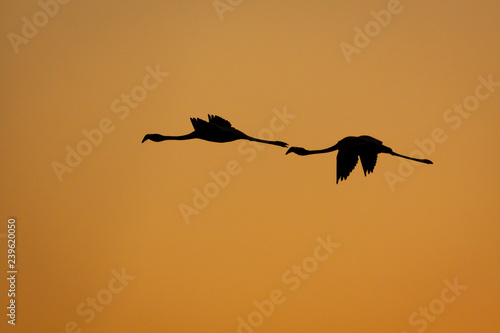 Two flamingoes flying to feeding grounds, silhouetted against orange sunset. photo