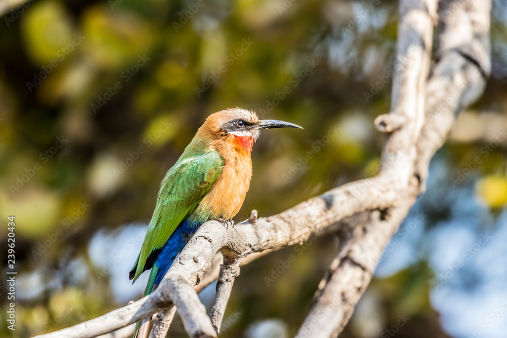 Obraz premium White-fronted bee-eater (Merops bullockoides) on perch