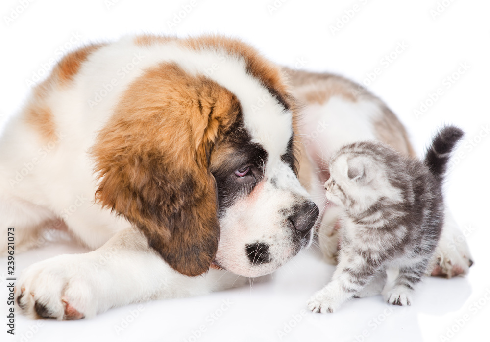 Close up Saint Bernard puppy sniffing tiny kitten. isolated on white background Close up Saint Bernard puppy sniffing tiny kitten. isolated on white background