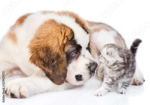 Close up Saint Bernard puppy sniffing tiny kitten. isolated on white background