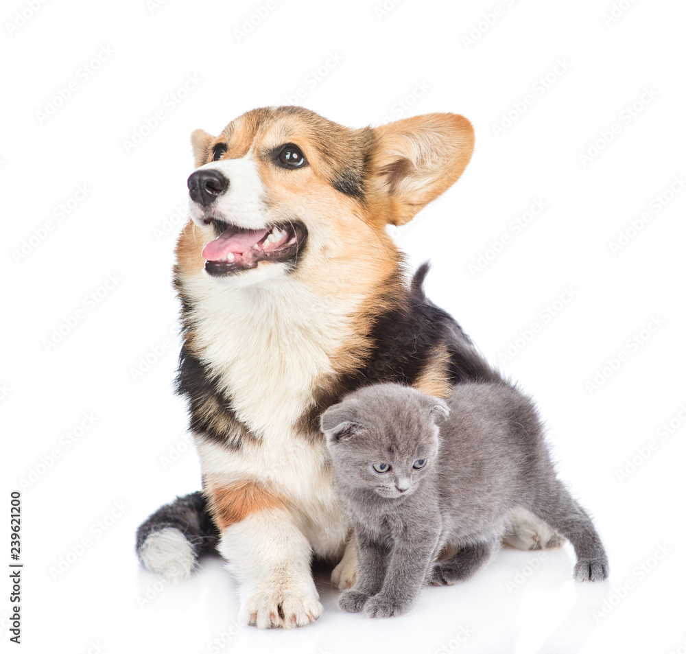 Obraz premium Corgi puppy and tiny kitten. Isolated on white background