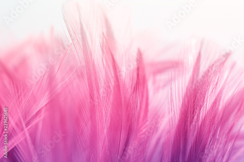 Pastel colored of chicken feathers in soft and blur style for the background